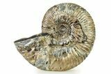 Iridescent Ammonite (Deshayesites) Fossil #317660-1